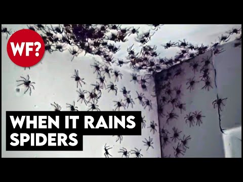 Raining spiders, frogs, fish and ... meat. Yes, meat.