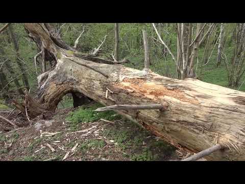 Finngösaravinen - Sävedalen