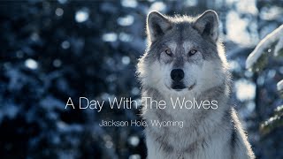 A Day With The Wolves by Four Seasons Resort and Residences Jackson Hole