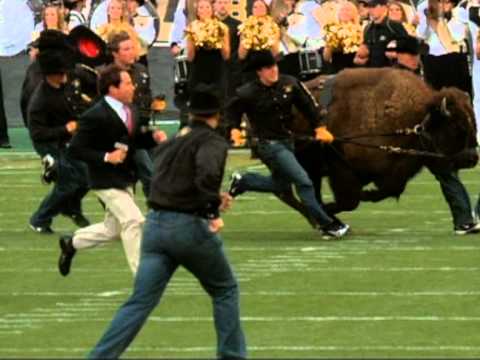 Jim Knox Gets Tackled While Running with Ralphie the Colorado Buffalo