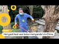 Correspondent ruimt panda-poep op in China