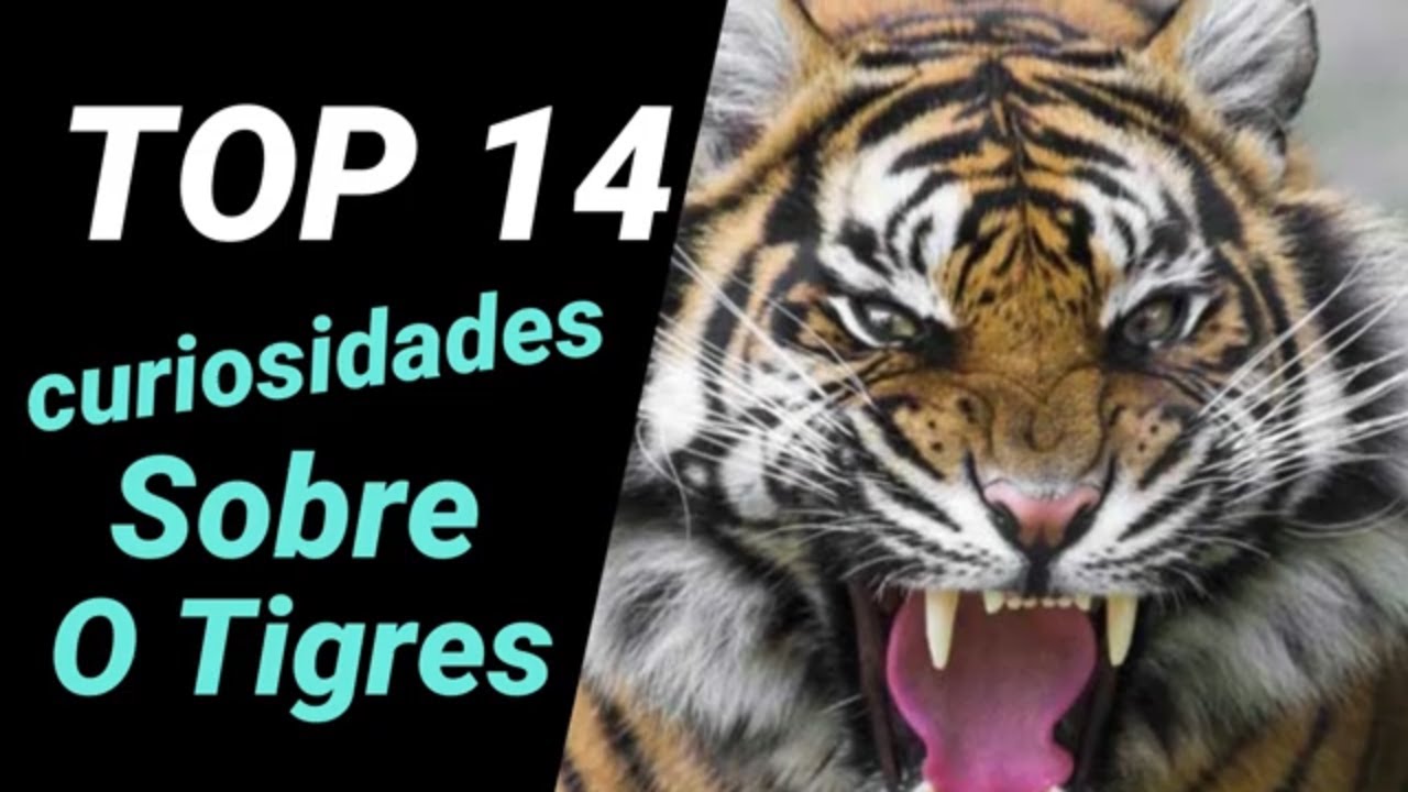 14 curiosidades sobre os Tigres que você precisa saber