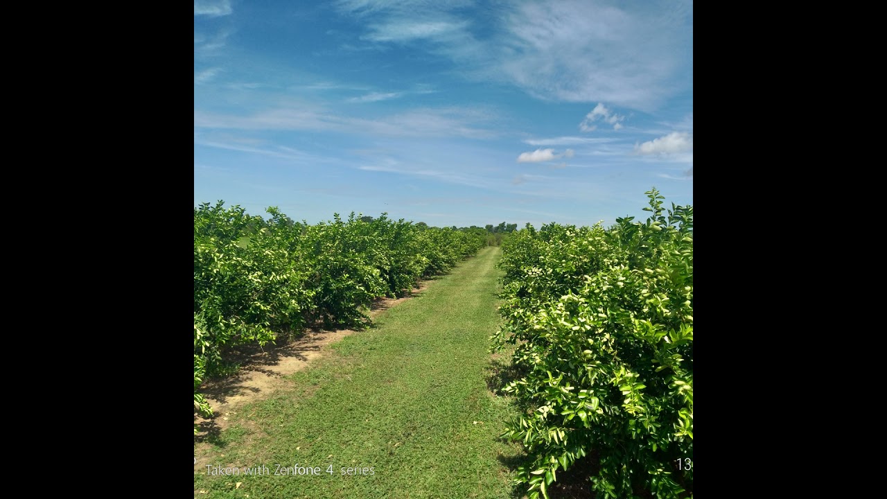 Podcast Prosa Rural - Indicação de porta-enxertos de limão impulsionam a citricultura sustentável...