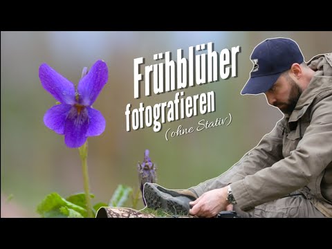 Naturfotografie: Frühblüher fotografieren (ohne Stativ)