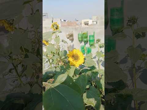 Flowers 💐 #muneebmubarikofficial  #roses #sunflower #explore #love #gardeninglover #garden #plants