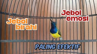 Download lagu PANCINGAN SOGON PENJEBOL BIRAHI DAN EMOSI PALING EFEKTIF ‼️#sogon #sogongacorngobra #sogonbahan mp3