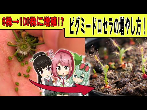 モウセンゴケの家族 植物