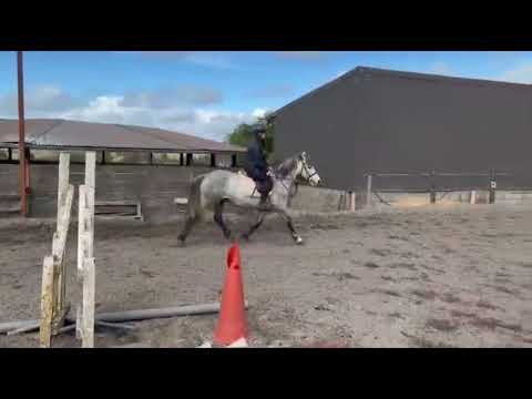 Brosna Chieftain,  5 year old Connemara stallion - Image 2
