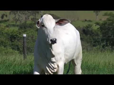 ATHENA FIV DA DIAMANTINO