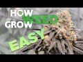 HOW TO GROW WEED EASY COMPLETE GUIDE For Beginners Indoor Cannabis 2023 UPDATED