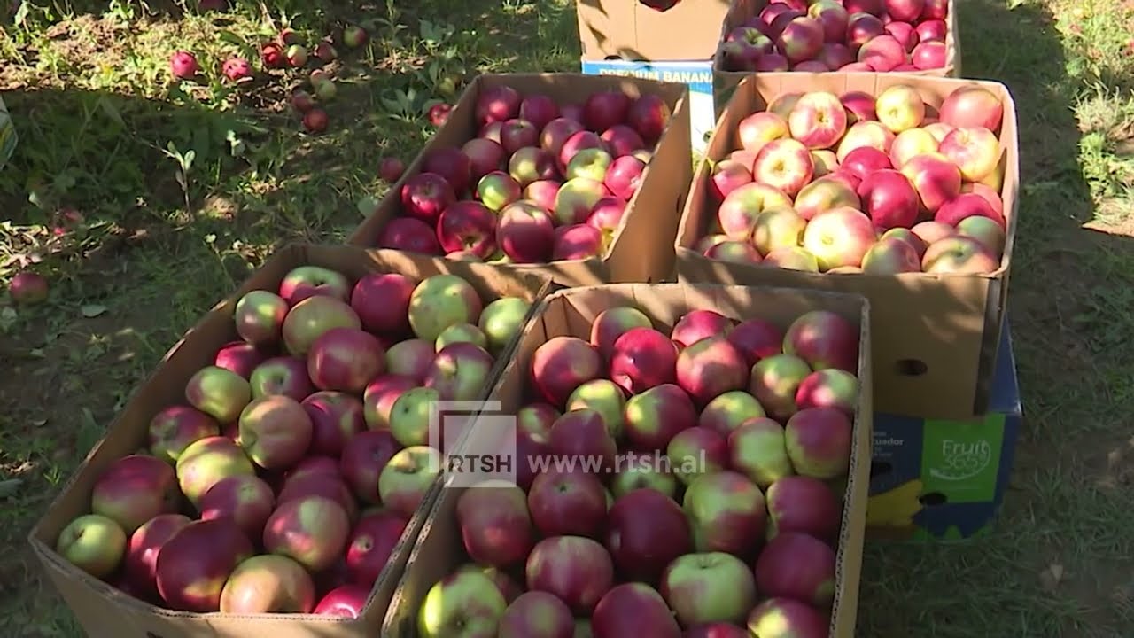 Shërbimet në pemëtore, pas mbledhjes së prodhimit këshillohet nisja e plehërimit