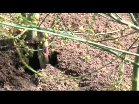 download lagu mp3 mp4 Braunschweig Spargel, download lagu Braunschweig Spargel gratis, unduh video klip Braunschweig Spargel