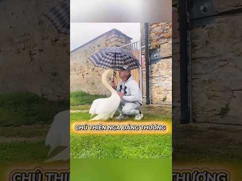 Cưu mang chùa thiên nga đáng thương #shorts
