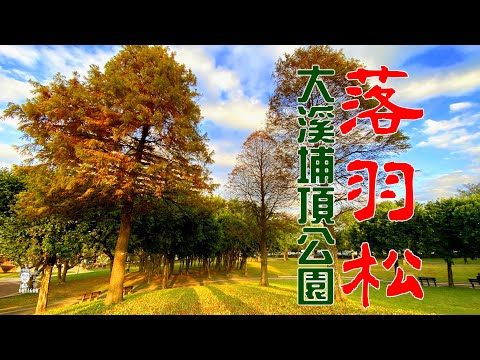 Taoyuan Falling Pine Scenic Point Parque Daxi Puding Instalación recreativa comunitaria You Feng Ye Yayu