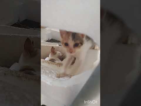 My babies new house#Marife'sPhilippinelife