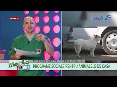 28 01 2019 MEDIKA VET - Bolile infecţioase ale pisicilor