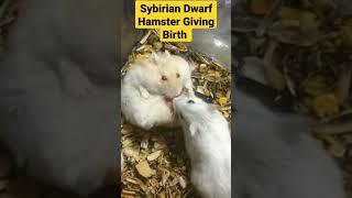Download lagu Sybirian Dwarf Hamster Giving Birth #shorts #trending #hamsterbreeding #SybirianGivingBirth #viral mp3 Download lagu Sybirian Dwarf Hamster Giving Birth #shorts #trending #hamsterbreeding #SybirianGivingBirth #viral mp3
