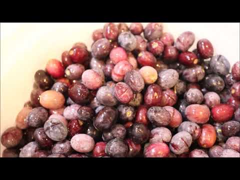 Harvesting & Preserving Arbequina Black Spanish Olives - AZ 9B