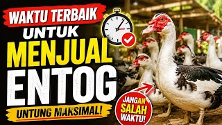 Download lagu When's the Best Time to Sell Muscovy Ducks? Don't Make a Mistake, Your Profits Can Multiply! mp3