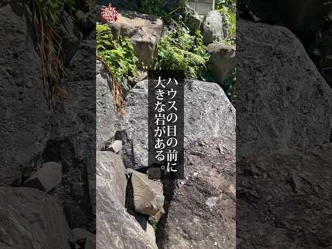 岩場の低木 白い花が忍び寄るシスタス シストゥス フロレンティヌス