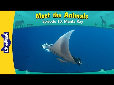 Meet the Animals 10 | Manta Ray | Wild Animals | Little Fox | Animated Stories for Kids