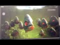 A Turtle S Tale Sammy Adventure