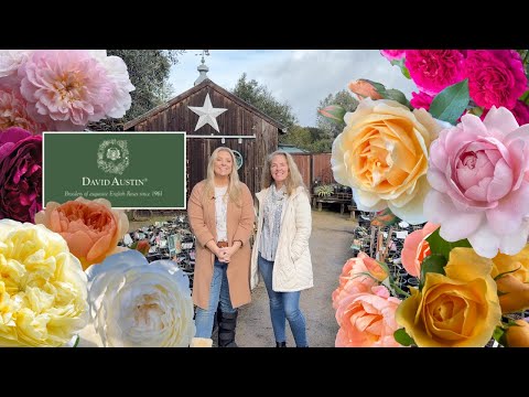 A Deep Dive into David Austin Roses! 🌹🌹🌹 :: Fionuala Takes Us Through Her Faves!