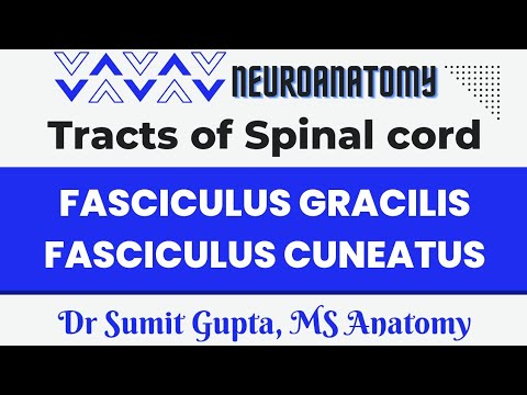 Fasciculus Gracilis