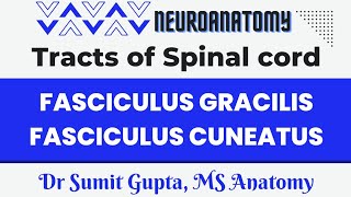 Fasciculus gracilis and Fasciculus cuneatus | Medial Lemniscus pathway
