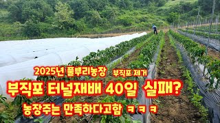 괴산 청결고추 부직포 터널재배 정식 40일 부직포 제거 과정 충북 괴산 풀뿌리농장 [고추재배방법]