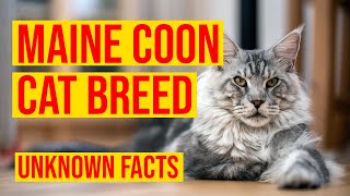 Maine Coon Cat Breed 10 Unknown Facts & Why You Should Own/ All Cats