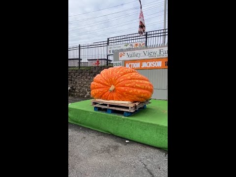 Giant pumpkin named 'Action Jackson' on display in Maryland