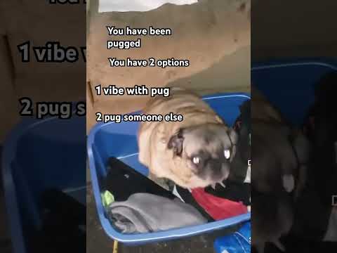 You have been pugged 🐾 #memes #pug #vibing #dog #funny  #viral #fypシ゚ #pugged #pets