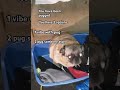 You Have Been Pugged Memes Pug Vibing Dog Funny Viral Fypシ゚ Pugged Pets