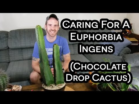 , title : 'Chocolate Drop Cactus (Euphorbia ingens) Care & Information