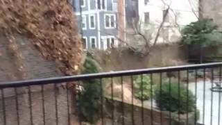 Dudley scares Alice the hawk away