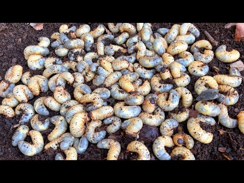 カブトムシや幼虫から作られた代替食品が増加中