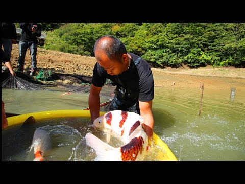Huge Koi Fish | Jumbo Koi Carp Harvest Video