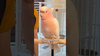 Major Mitchell's Cockatoo and Quaker Parrot