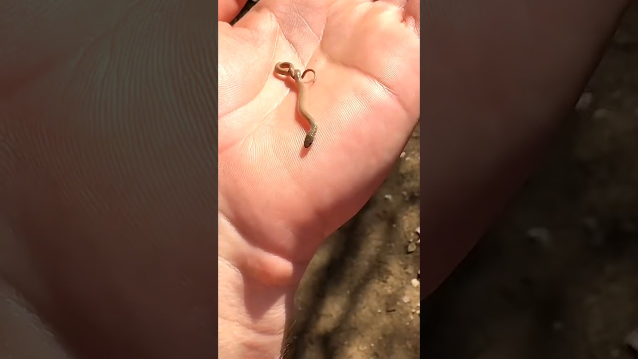 incredible animal transformation