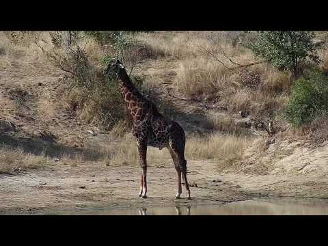 Djuma: Giraffe-Pt:1 - 14:10 - 06/29/20