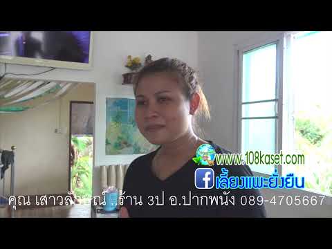 คลิกเพื่อดูคลิปวิดีโอ