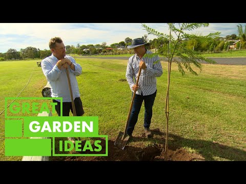 How to Grow and Care for Jacaranda Trees | GARDEN | Great Home Ideas