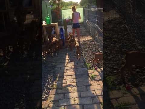 Magyar Vizsla Drahthaar Welpen