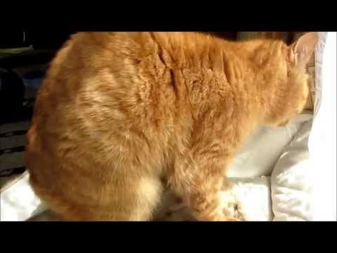 A red tabby prepares a cushion