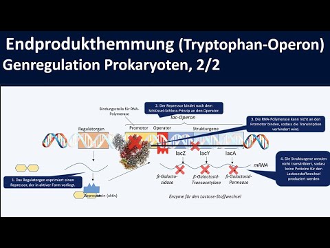 Tryptophan operon (end product inhibition using the trp operon as an example) - Gene regulation o...