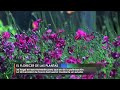 El florecer de las plantas