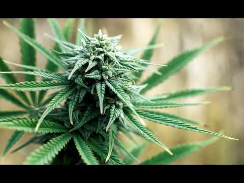 Young Dev & Jonny Rocket - Potency