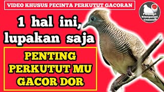 Download lagu 1 hal yang mulai dilupakan oleh pecinta perkutut gacoran mp3