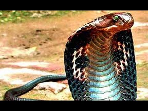 Kobra kráľovská (Ophiophagus hannah) — tajomstvá druhu, dokument
